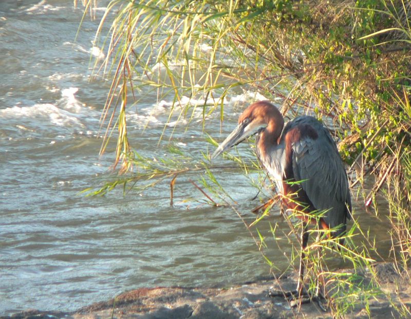 JAR 366_plamen.JPG - Tento vodní pták se anglicky nazývá Goliath Heron - česky Volavka obrovská